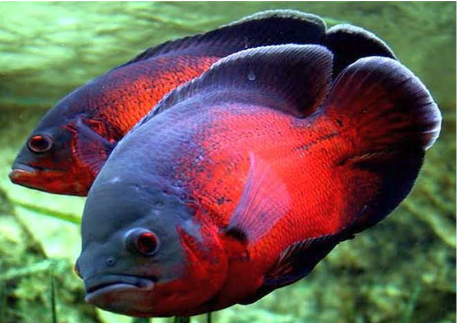 Red Copper Oscar 8