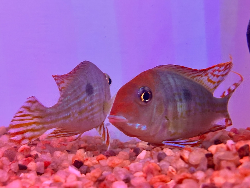 Imported Red Head Tapajos