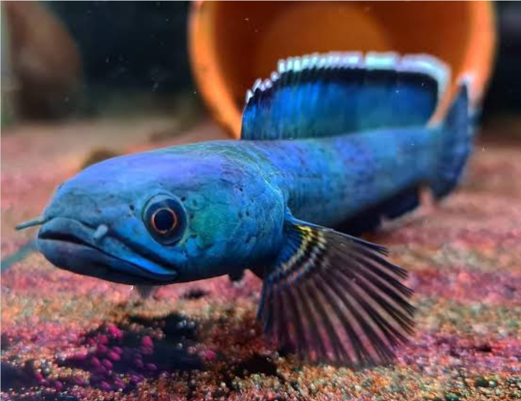 Channa Redmosaic