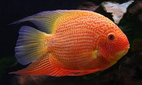 Redspotted Severum