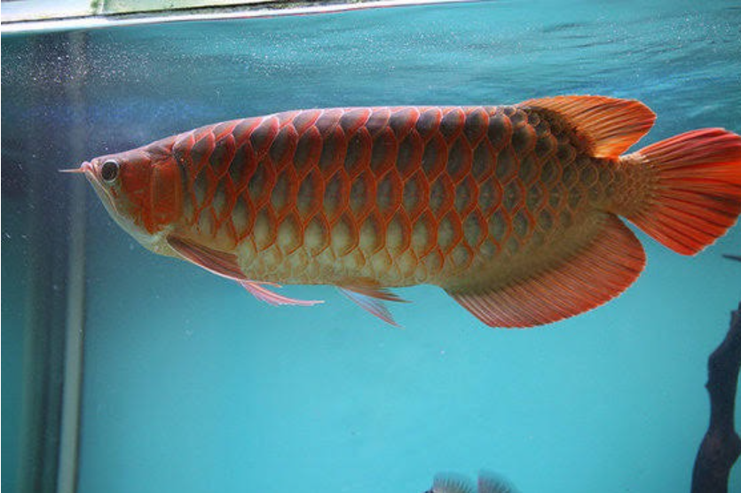Red Tail Golden Arowana