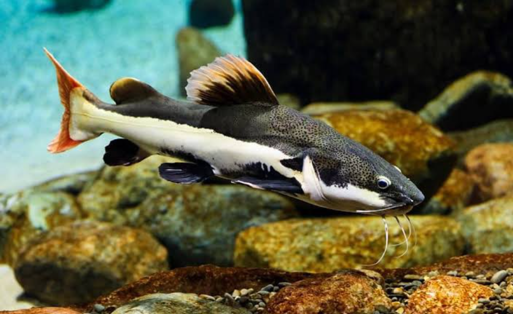 Red Tail Catfish