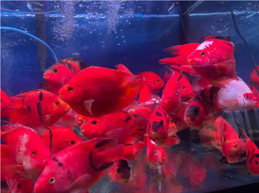 Red Tiger Fish