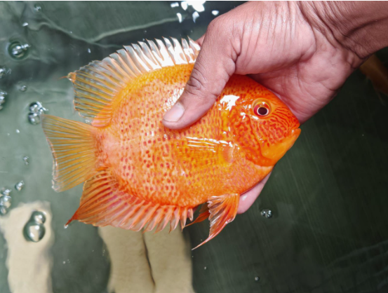 Severum Cichlid