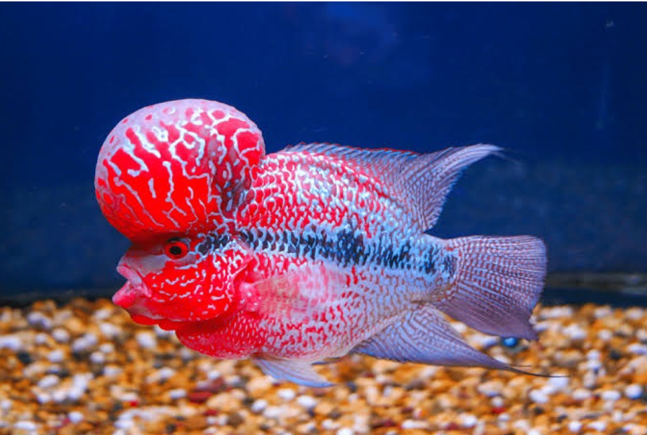 SRD Flowerhorn