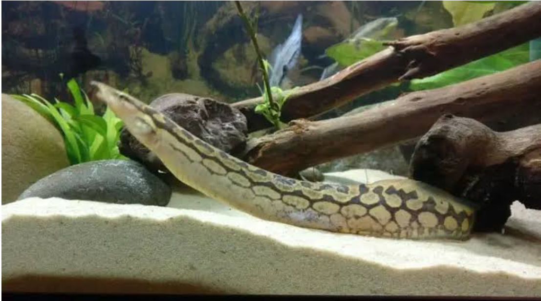 Tye Track Eel