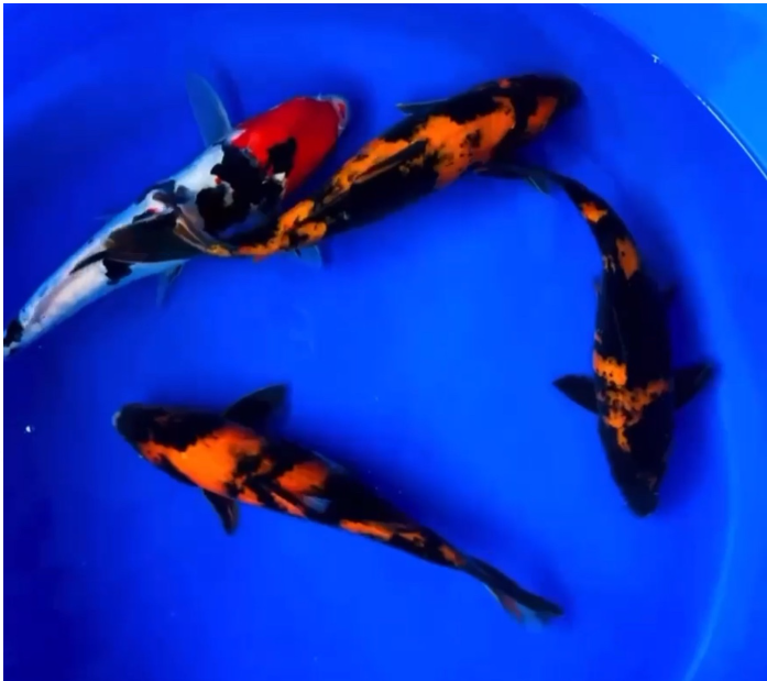Utusuri and Sanke Koi