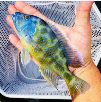 Venus Cichlid