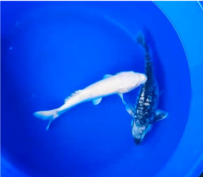 White Ogon and Ghost Koi