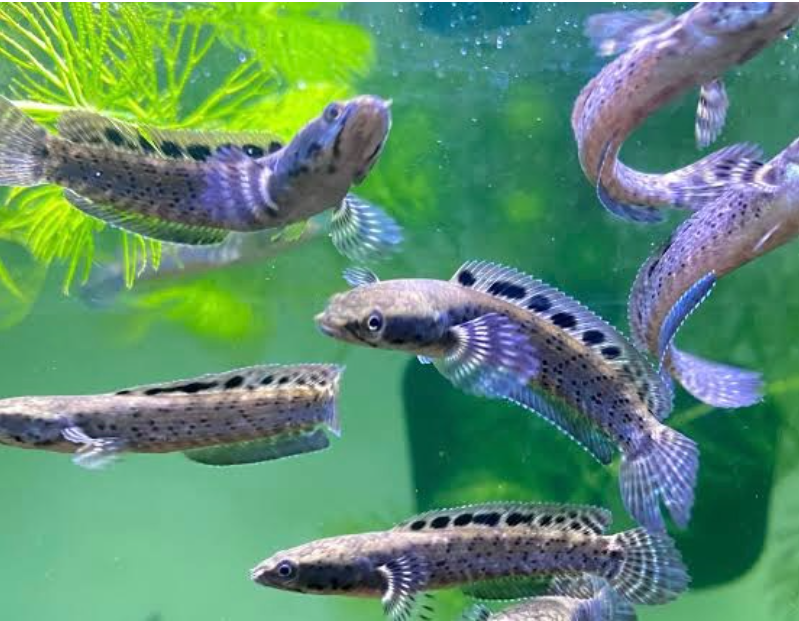 Ornatapinnis Yellow Lips