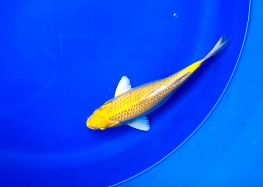 Yellow Ogon Koi