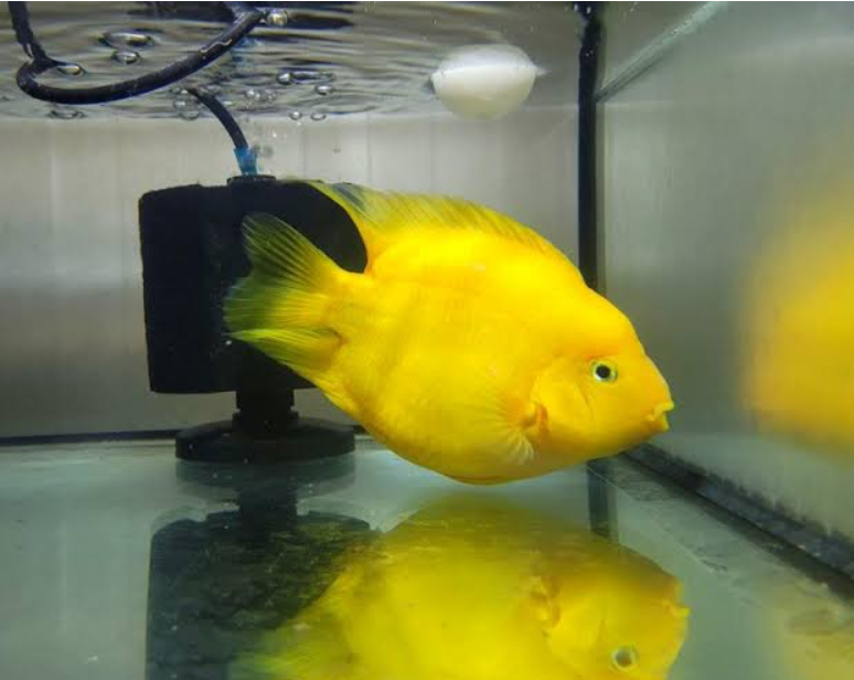Yellow Yuan Bao Parrot Fish